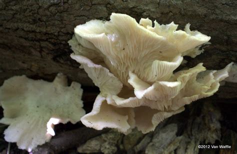 Foraging For Wild Mushrooms Two Safe Species Speed River Journal