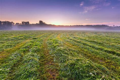 Morning Foggy Meadow In Polish Countryside Stock Image Image Of