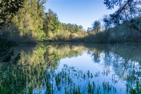 Forest Reflected In A Calm Pond San Francisco Bay Area California