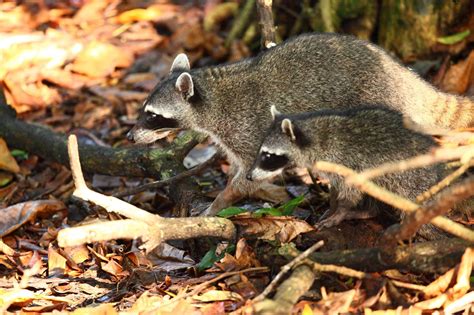 How To Get Rid Of Raccoons Nextgen Pest Solutions