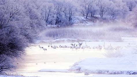 Bing Homepage Gallery Japan Winter Nature Trail Landscape