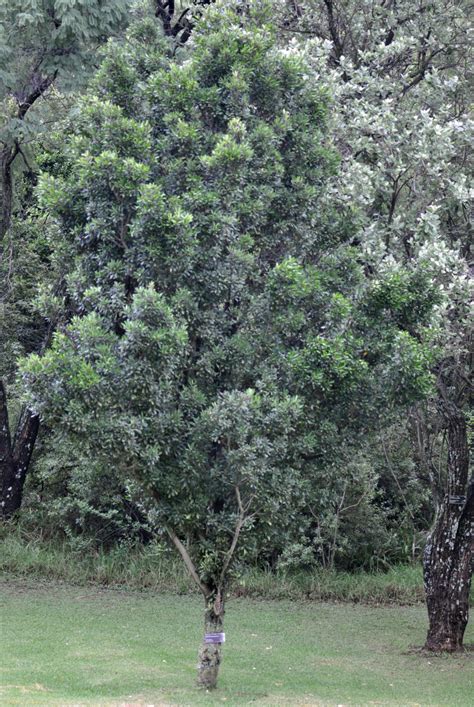 Rapanea Melanophloeos Tree Sa