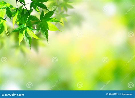 Maple Green Leaf And Blur Background Stock Image Image Of Leaf