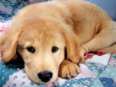 49 Cute Golden Retriever Puppies Wallpaper Wallpapersafari