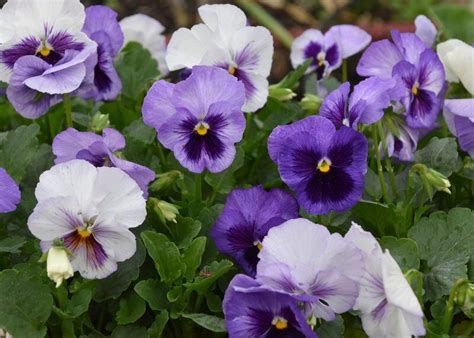 Matrix Delta Pansies Are Great Cool Season Colors Lifestyles