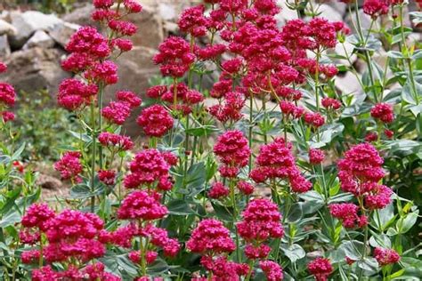 6 Perennial Late Blooming Flowers To Add To Your Fall Garden Dengarden