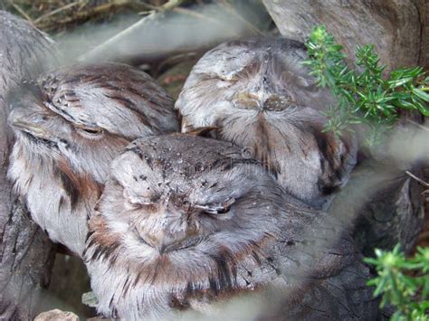 Adorable Sleepy Owls Stock Photo Image Of Adorable 112270124