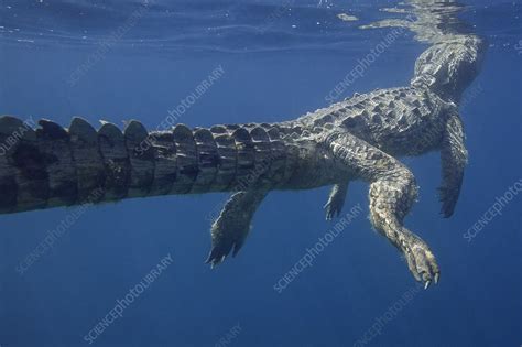 American Crocodile Swimming In Open Ocean Stock Image C0408193