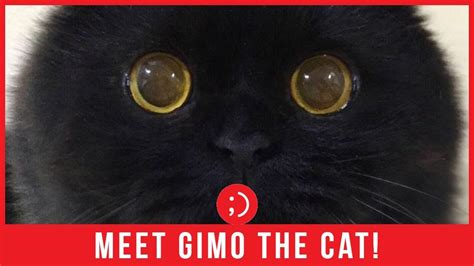 Gimo The Cat Will Mesmerize You With His Big Gorgeous Cats Eyes