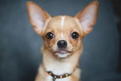 Chihuahua Descrizione Della Razza E Del Carattere Del Cane
