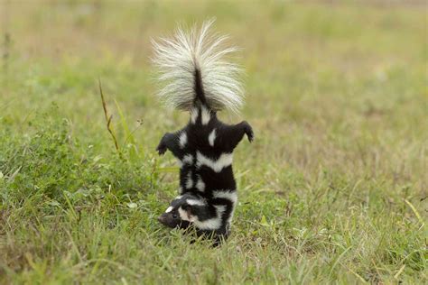 8 Fascinating Skunk Species