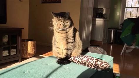 Slo Mo Cat Desperately Tries To Stifle A Sneeze Youtube