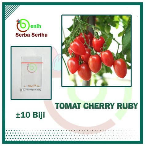 Jual Benih Bibit Tomat Cherry Ruby Merah 10 Biji Benih Seribuan