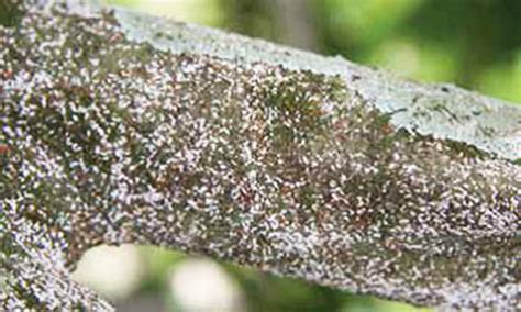 In the middle trunk, where a large branch was pruned years ago, there seems to be some burrowing. citrus snow scale - Unaspis citri (Comstock)