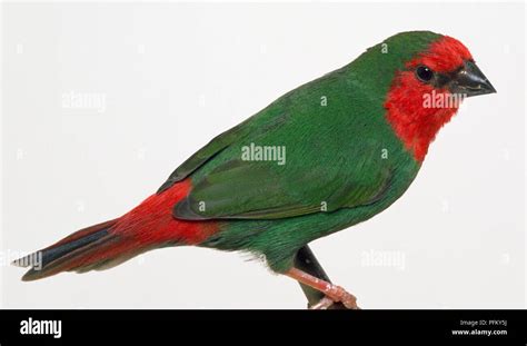 Side View Of A Red Throated Parrot Finch Perching On A Narrow Branch