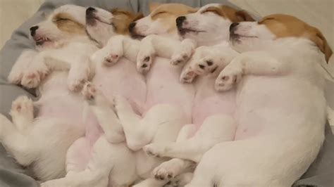 Sleeping Puppies Cuddling Is The Cutest Thing Ever Youtube