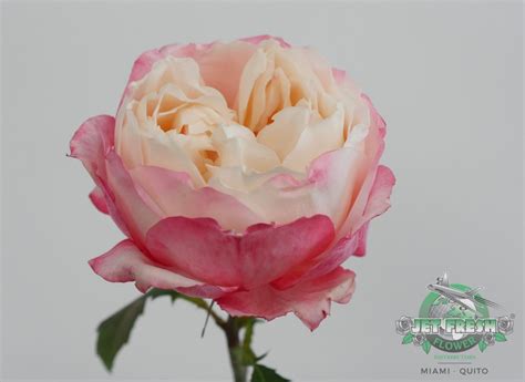 Alexandra Farms Garden Rose Sample Showcase