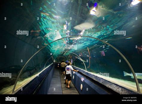 Glass Aquarium Kelly Tarletons Near Mission Bay Auckland New Zealand