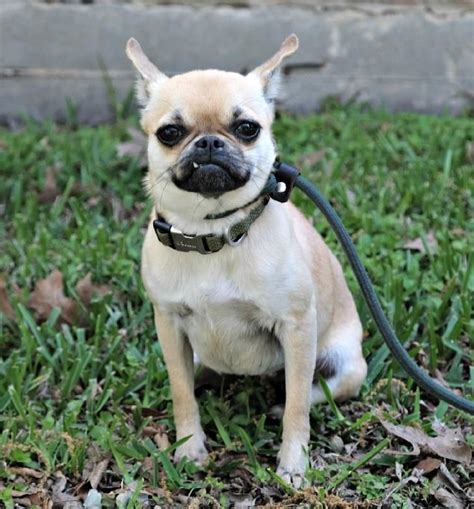 Adopters living in tier 4 areas are unable to travel to collect a pet but the rescue may provide a delivery service across a tier 4 boundary. French Bulldog Rescue Houston