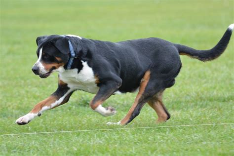 Greater Swiss Mountain Dog Breed Facts And Characteristics