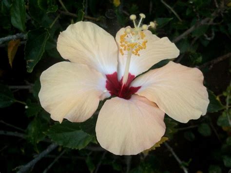 Amapolas De Puerto Rico Beautiful Flower Arrangements Planting