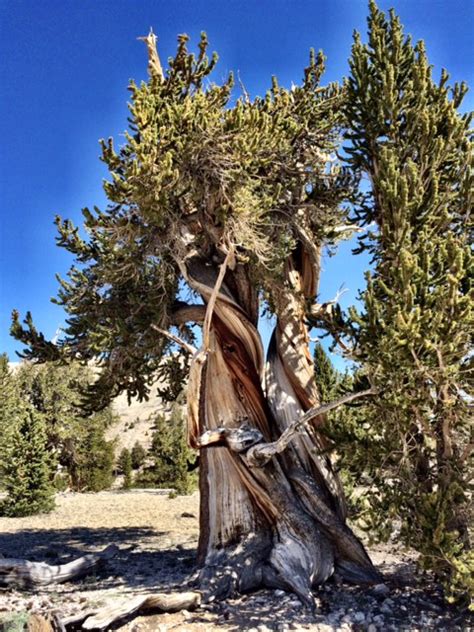 Ancient Bristlecone Pine Forest — Old Growth Forest Network