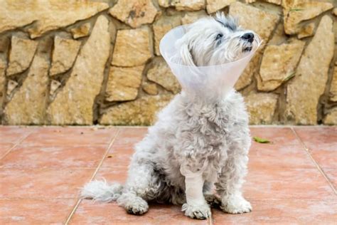 Broken Jaws In Dogs Causes And Treatments Sacramento Vets
