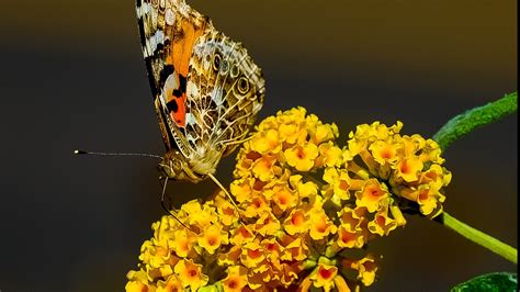 Butterfly On Yellow Flower Dazzling Wallpaper Hd Wallpapers
