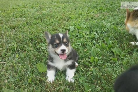 The other breed is the bigger cardigan welsh corgi. Corgi puppy for sale near Indianapolis, Indiana | b5b892a3 ...