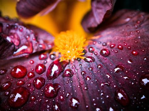 Red Petaled Flower With Dew Drops In Macrophotography Hd Wallpaper