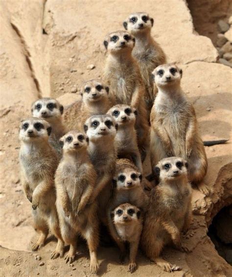 48 Best Images About Meerkats Meerkat Suricat Suricata Suricatta