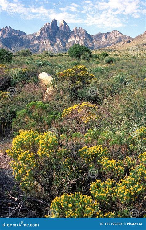 Wildflowers In The Foothills Of The Organ Rock Mountains New Mexico