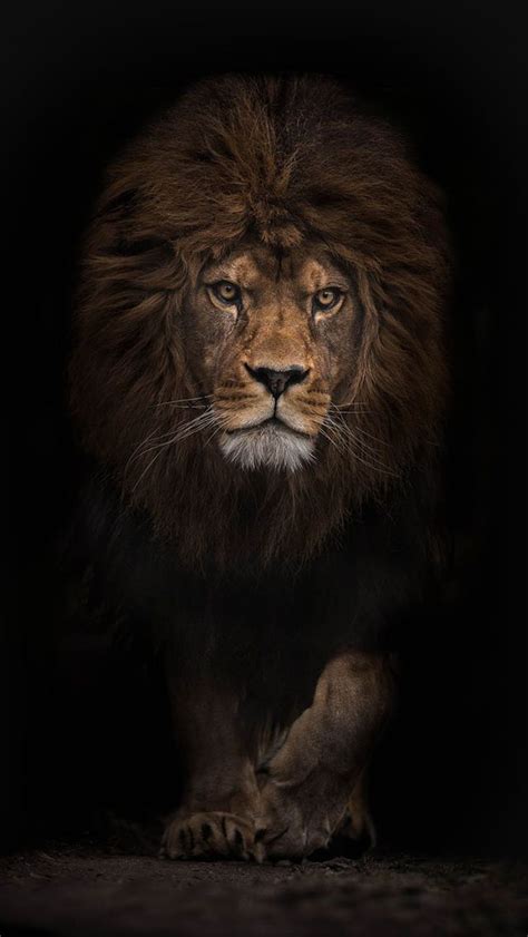 Check spelling or type a new query. LION, IPHONE WALLPAPER BACKGROUND | Animals, Lion pictures, Animals beautiful