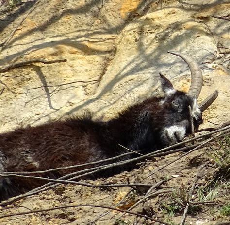 Mountain Goat Resting Free Stock Photo - Public Domain Pictures