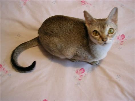 Sie eignet sich daher perfekt als katze für die ganze familie. let me love you! | Cute cats, Singapura cat, Pets