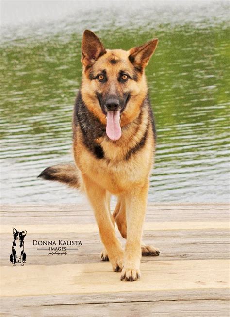 The german shepherd rescue is proud to participate in best friends animal society's strut your mutt! German Shepherd Dog Rescue Of Iowa | chow chow puppy