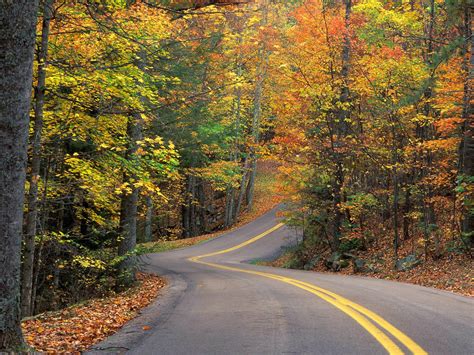 Autumn Road Nature Wallpapers Wallpapers High Definition Wallpapers