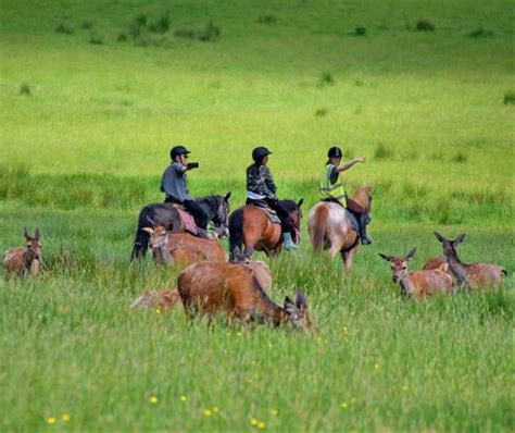 Kerry Guided Horse Riding Tour In Killarney National Park Getyourguide