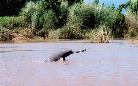 National Aquatic Animal Of India River Dolphin