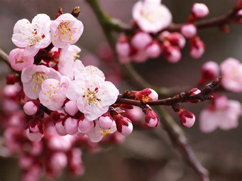 Fruit Trees San Diego Guide The Best Trees To Plant Install It Direct
