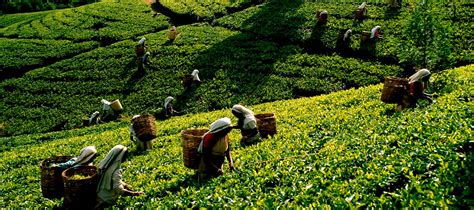 Why Is Ceylon Tea Unique Ceylon Digest
