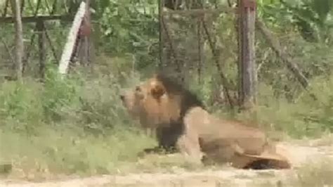 Stray Lion Shot Dead After Attacking A Man In Nairobi Youtube