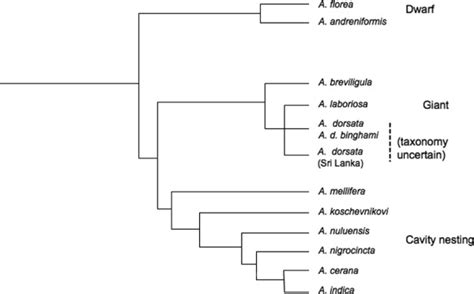 Phylogenetic Relationships Between The Extant Honey Bee Taxa Figure