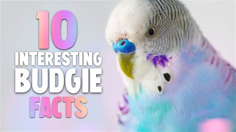 10 Interesting Budgie Facts Youtube