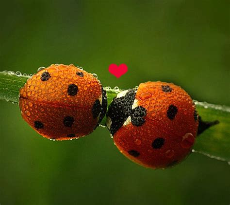 Kisses Ladybug Cutest Picture Ever Love Bugs