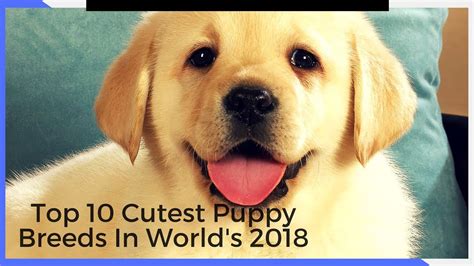 Cutest Puppy In The World 2018 Cutedoggalery