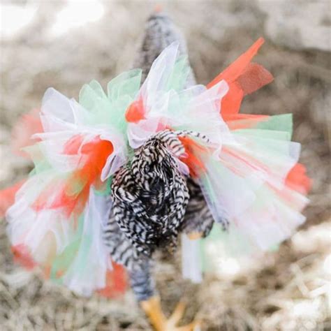 Apparently Chickens Wearing Tutus Is Now A Thing And They Look Adorable