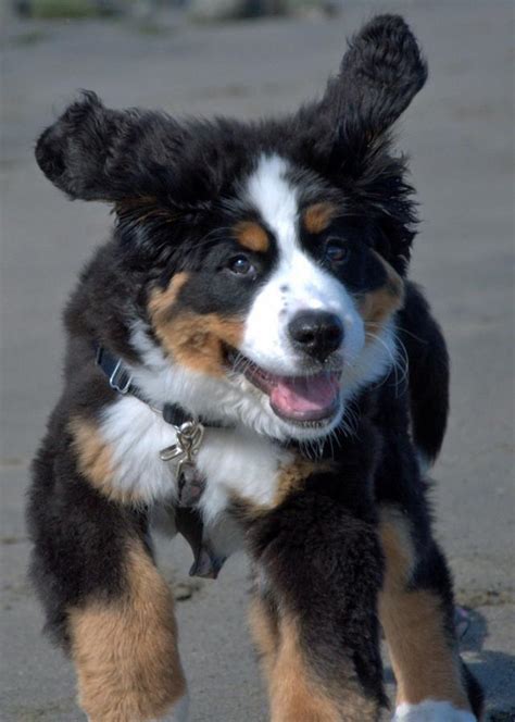 Bernese mountain dog information including personality, history, grooming, pictures, videos, and the akc breed standard. An Adorable Bernese Mountain Dog Puppy