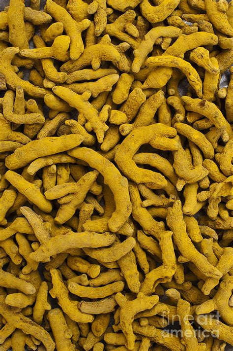 Dried Turmeric Rhizomes Photograph By Tim Gainey Pixels