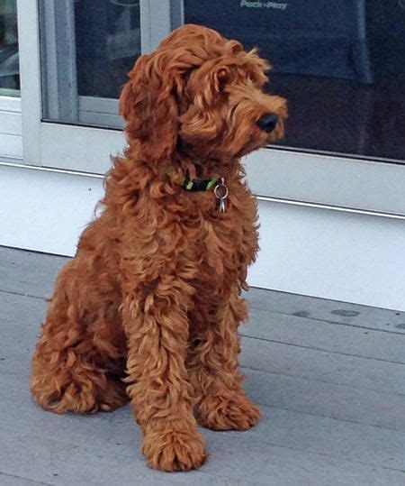 Miniature Red Australian Labradoodle